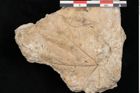 Foto (Detailansicht) von Acer pseudoplatanus L. (NHMW-GEO-2024-0188-11376)
